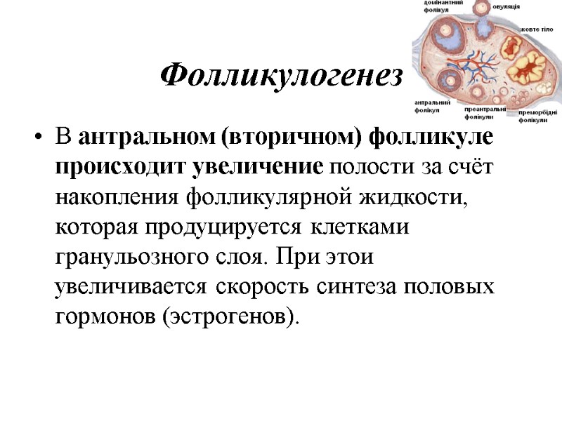 Фолликулогенез В антральном (вторичном) фолликуле происходит увеличение полости за счёт накопления фолликулярной жидкости, которая Фолликулогенез В антральном (вторичном) фолликуле происходит увеличение полости за счёт накопления фолликулярной жидкости, которая